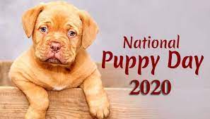 As we inch closer to the nfl draft later this month, the mock drafts around the world are starting to narrow in on a certain alabama cornerback. National Puppy Day 23rd March Happy National Puppy Day 2021 Gsmarena Com