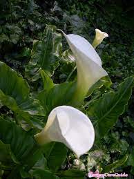 This is the best time to divide your overcrowded lilies to rejuvenate and thin the. Splitting Calla Lilies Time And Method To Split Calla Lilies Flowers Care Guide