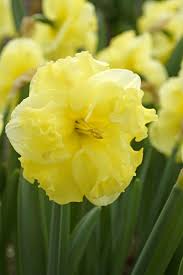 5 Double Yellow White Daffodil Bulbs Garden Hardy Perennial Fall Narcissus Bee Spring Flower Landscape Container Bulb Daffodil Bulbs Hardy Perennials Daffodils