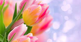 Gambar paling unik dengan kualitas hd hanya. 33 Wallpaper Pc Hd Bunga 76 Tulip Flower Wallpapers On Wallpaperplay Download Download Aesthetic Sunfl Wallpaper Bunga Matahari Gambar Bunga Lukisan Bunga