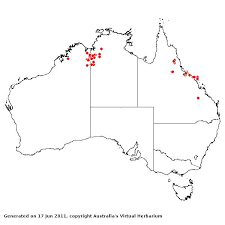 Image result for Aristida stenostachya