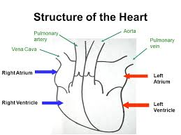The most common arteries diagram material is paper. Wiring Diagram And Flowchart Simple Diagram Of Veins And Arteries