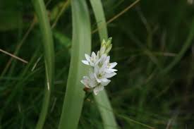 Image result for Ornithogalum seineri