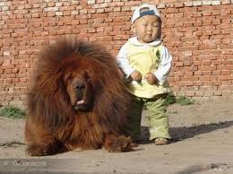 Whoa It S So Fluffy I M Gonna Die Buyuk Kopekler Komik Hayvanlar Tibet Mastifi