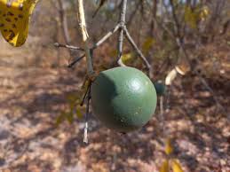 Image result for Strychnos innocua