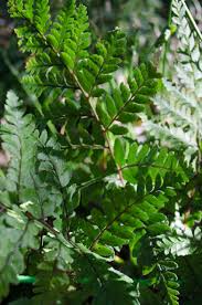 Image result for Athyrium