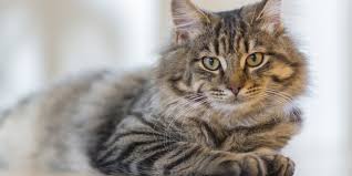 Cats with pancreatitis show vomiting, lethargy, diarrhea, fever, and an unwillingness to drink water or eat. Vomiting And Diarrhoea In Cats Firstvet