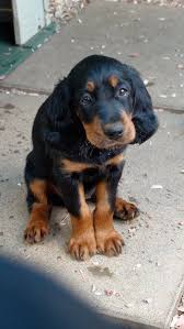 Jul 04, 2021 · dogs and puppies for sale in the uk. 81 Gordon Setters Community Ideas Gordon Setter Dogs Irish Setter