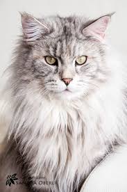 Pin Auf Maine Coon Cats