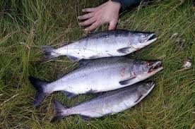 Commercial designations, production methods and fishing gears, eu quality schemes and nutrition values, conservation measures, marketing standards, species distribution and habitat, species description, combined nomenclature Nordlys Laks Tror Den Svartelistede Fisken Allerede Har Etablert Seg I Nordnorske Elver Dykkere Har Talt 1200 Pukkellaks I En Og Samme Elv