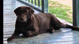 A Loan From God Dog Poem Dog Poems Dogs Dog Quotes