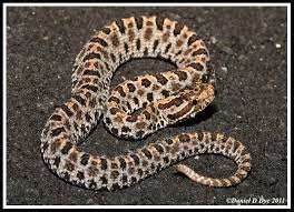 Dusky Pygmy Rattler Pretty Snake Pretty Snakes Rattlesnake Lizard