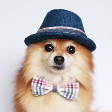 Fedora For Dogs Cats Handmade Dog Hats Dog Caps Summer Hat Cowboy Hat Sun Visor Hat Sun Hat Pet Accessories Dog Hoodie Puppy Accessories Handmade Dog