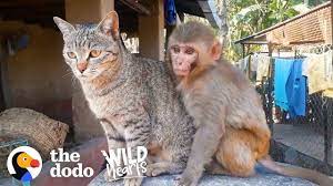 This Wild Baby Monkey Is Obsessed With Her Cat The Dodo Wild Hearts Https Youtu Be X90n1bt1a1e Via Youtube Wild Baby Baby Raccoon Baby Monkey