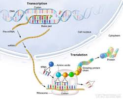 Definition Of Transcription Nci Dictionary Of Cancer Terms National Cancer Institute