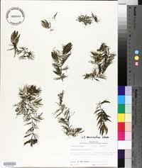 Image result for Ceratophyllum muricatum
