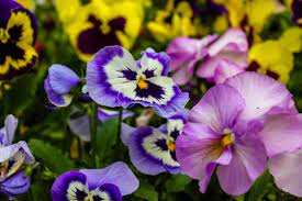 How Long Do Pansies Bloom