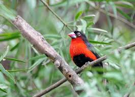 Image result for Agelanthus bipartitus