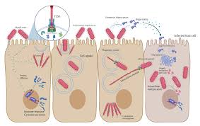 Image result for Shigella