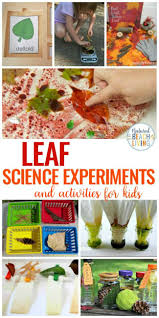 25 Leaf Science Experiments Activities And Sensory Ideas Avec Images Activite Automne Sciences Naturelles Science