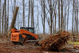 7 Facts Why Land Clearing Is Important