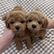 Maltipoo Teacup Puppies Of All Colors No Scam Zone Home Facebook