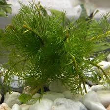 水草 苔 植物 My Special Aquarium Studios