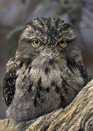 Pin On Beautiful Birds