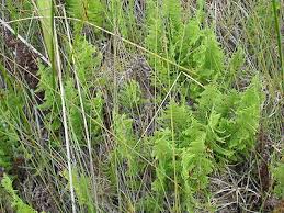 Image result for Thelypteris confluens