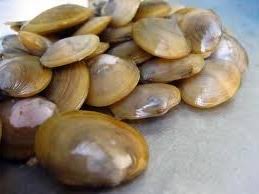 000;pyrs;retakseribu retak seribu version 001. Siput Lala Kecil