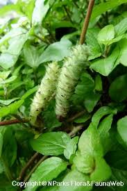 Image result for Nelsonia canescens