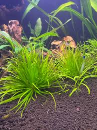 Image result for Blyxa