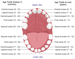 These can be divided down the. Tooth Anatomy Gosford Experienced Dentists Vc Dental
