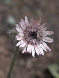 Image result for Gerbera viridifolia