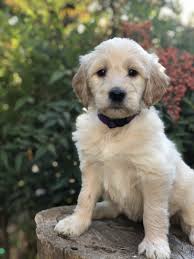 We did not find results for: Goldendoodle Puppies For Sale Springville Ca 315106
