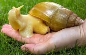 Most snails are hermaphrodites, which means they can be both a female and a male. Snail Facts For Kids Lovetoknow