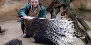 Hanover zoo is located in the city centre of hanover, germany. Inventur Zu Jahresbeginn Der Zoo Hannover Zahlt Wiegt Und Misst Seine Tiere Haz Hannoversche Allgemeine
