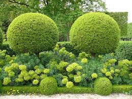 Topiary Heaven Hornbeam With Euphorbia And Boxwood Topiary Garden Boxwood Garden Beautiful Gardens