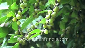 Image result for Bridelia ferruginea