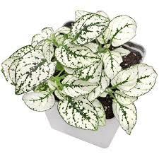 Image result for Hypoestes sp. aff. aristata B