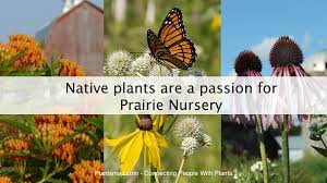 Prairie ridge nursery 9738 overland rd. Native Plants Are A Passion For Prairie Nursery Plantsmap Com