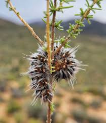 Image result for Searsia monticola