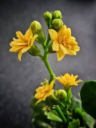 Image result for Kalanchoe crenata