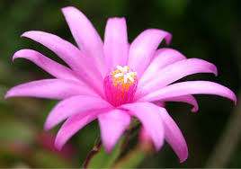 The cactus plant brings its water, dissolved nutrients, and chlorophyll. Easter Cactus Schlumbergera Gaertneri Guide Our House Plants