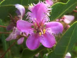 Image result for Triaspis hypericoides