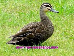 Maybe you would like to learn more about one of these? Perbedaan Antara Angsa Bebek Dan Angsa