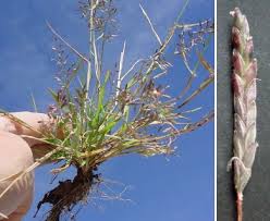 Image result for Eragrostis dinteri