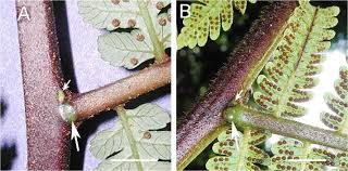 Image result for Cyathea thomsonii