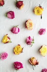 Pink And Yellow Roses By Ruth Black Flower Wallpaper Iphone Wallpaper Iphone Fun