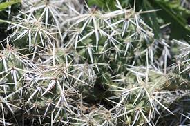 Image result for Cola clavata